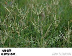 cao国产,历史、文化与现代发展的交融画卷  第2张