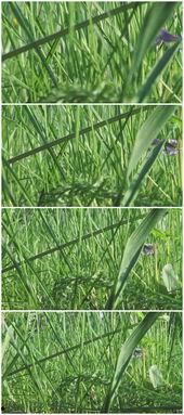 青草国产视频,探寻自然之美与生态和谐  第3张