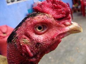 国产老鸡露脸视频,揭秘神秘幕后故事  第2张