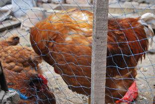 国产老鸡露脸视频,揭秘神秘幕后故事  第3张